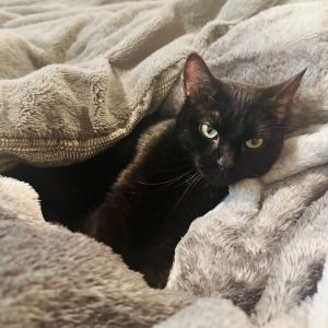 Tante Domestic Short Hair Cat