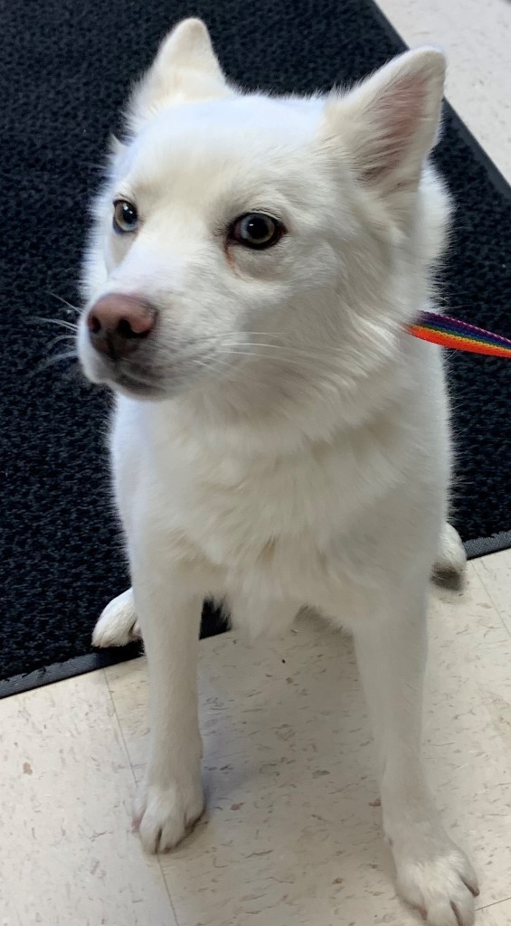 Snow White aka Kari, an adoptable American Eskimo Dog in Rock Springs, WY, 82901 | Photo Image 1
