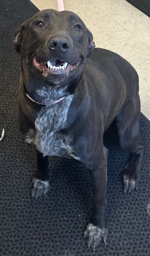 Zuri, an adoptable Labrador Retriever in Rock Springs, WY, 82901 | Photo Image 1