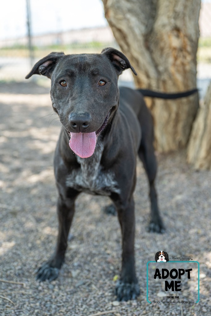 Zuri, an adoptable Labrador Retriever in Rock Springs, WY, 82901 | Photo Image 1