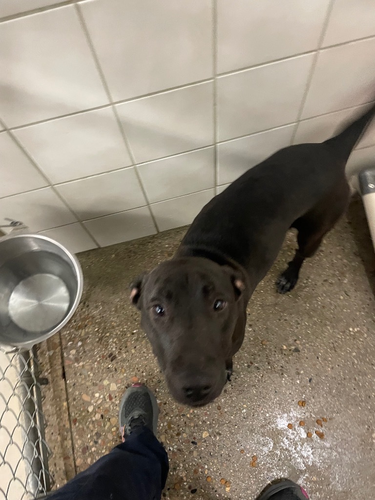Zuri, an adoptable Labrador Retriever in Rock Springs, WY, 82901 | Photo Image 2