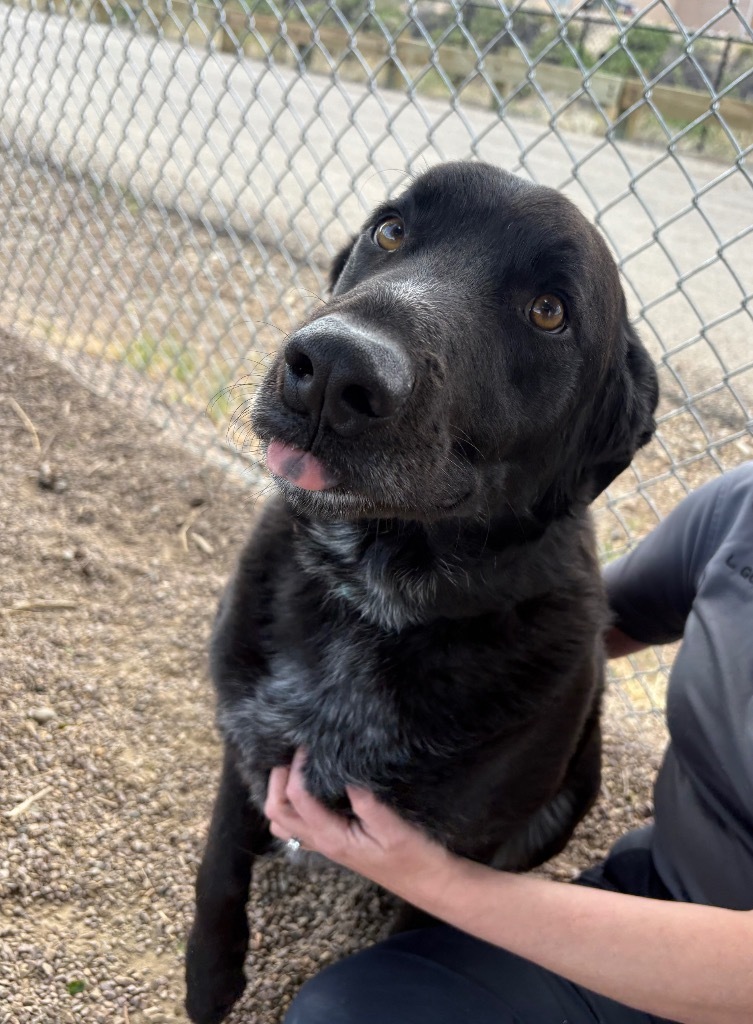 Bear, an adoptable Labrador Retriever, Mixed Breed in Rock Springs, WY, 82901 | Photo Image 1
