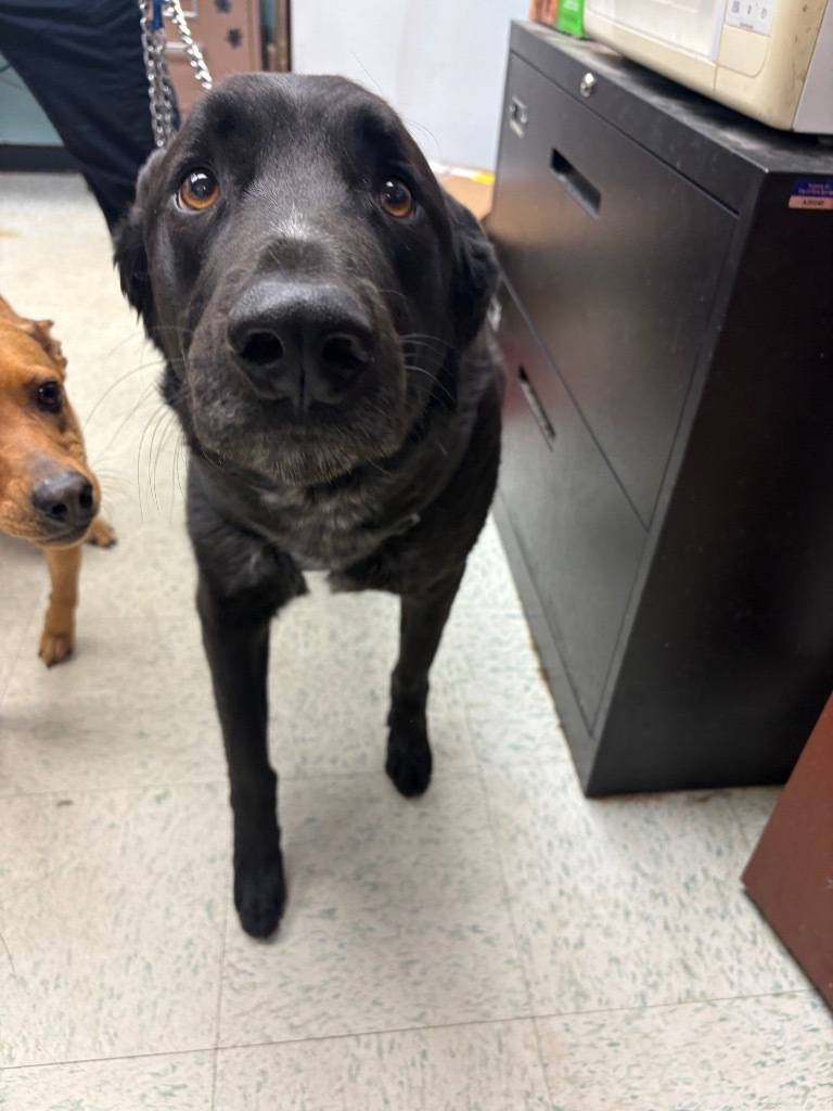 Bear, an adoptable Labrador Retriever, Mixed Breed in Rock Springs, WY, 82901 | Photo Image 2