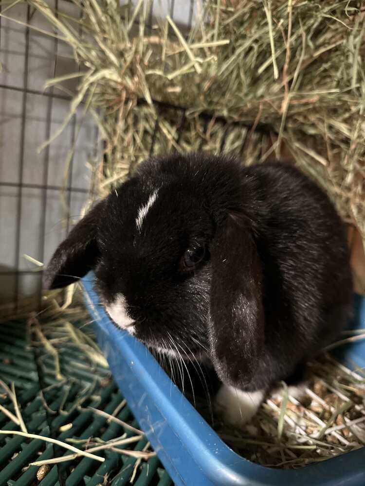 Juliet