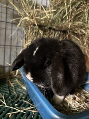Juliet, Adult Female unknown