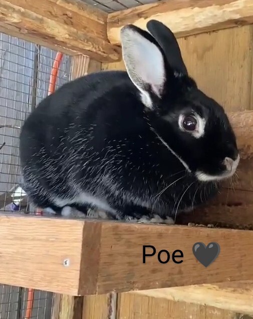 Poe
