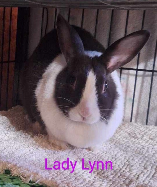 Lady Lynn