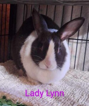 Lady Lynn
