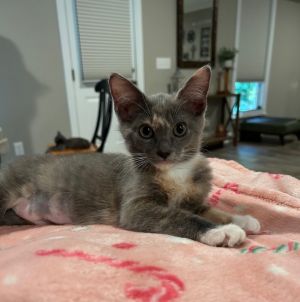 Ruthie25, Baby Female Domestic Medium Hair