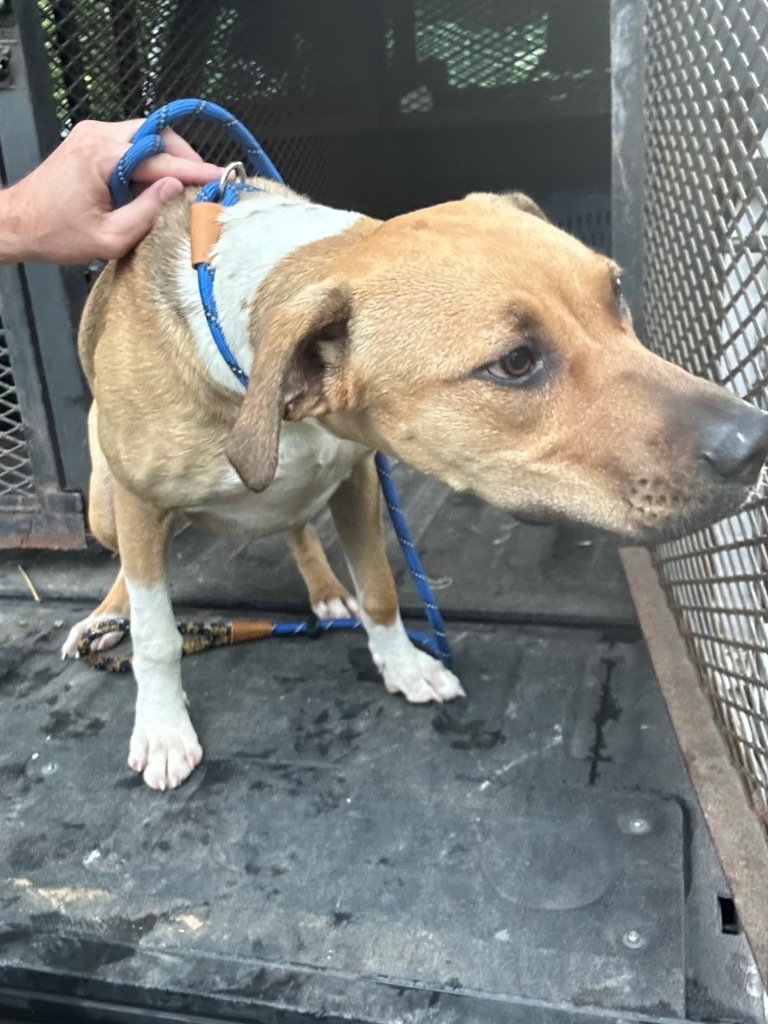 Wesley- Adoptable Awaiting S/N