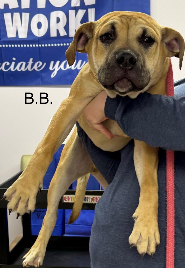 B.B