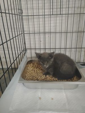 Bailey, Baby Female Domestic Short Hair