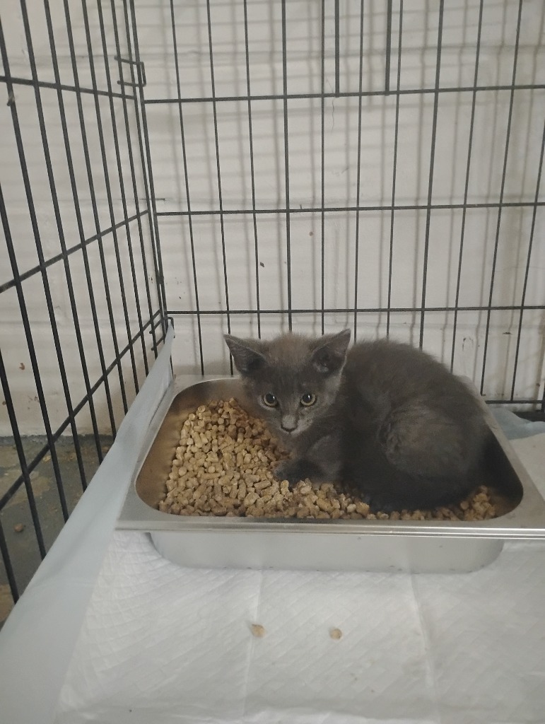 Bailey, an adoptable Domestic Short Hair in Brownwood, TX, 76801 | Photo Image 1