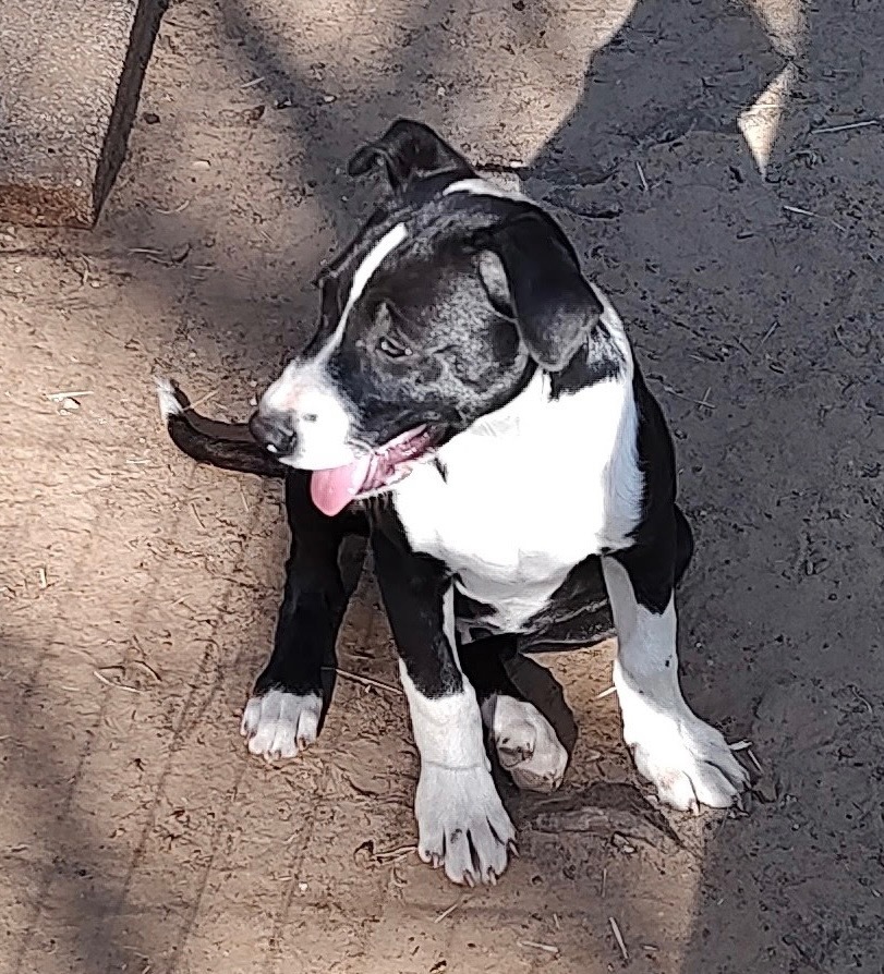 Maximus