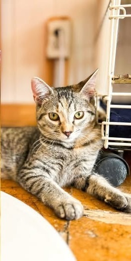 Loretta (Bonded with Conway)