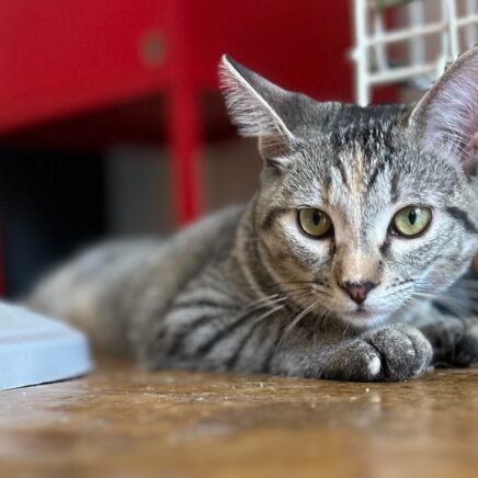 Loretta (Bonded with Conway)