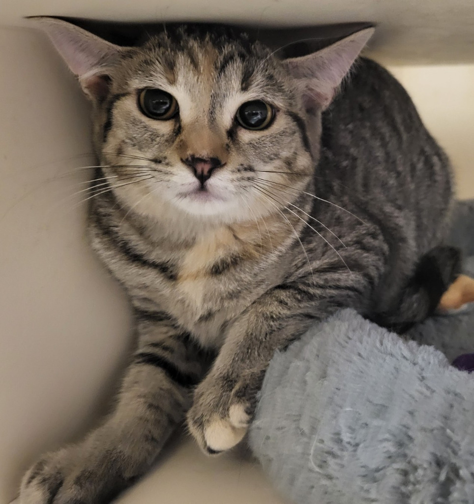 Loretta (Bonded with Conway)