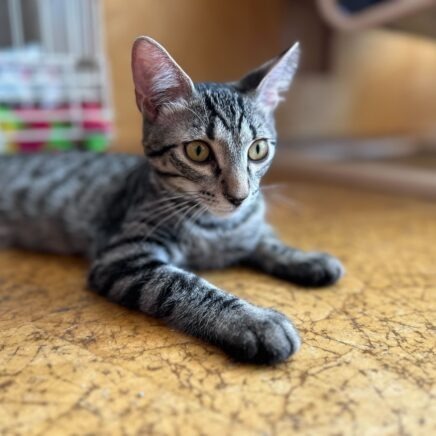 Conway (Bonded with Loretta)