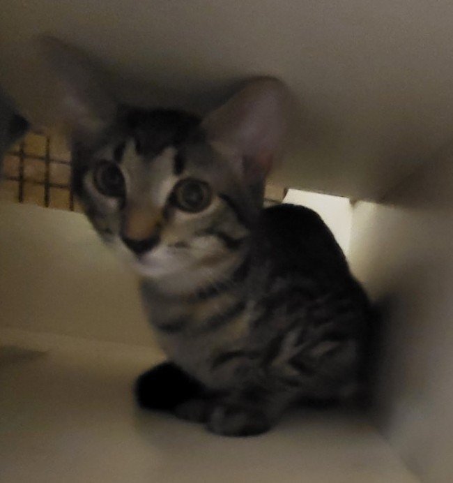 Conway (Bonded with Loretta)