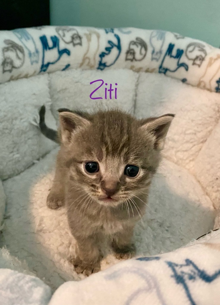 Ziti