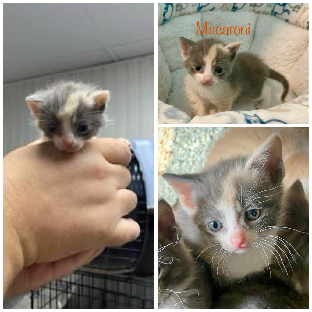 Macaroni