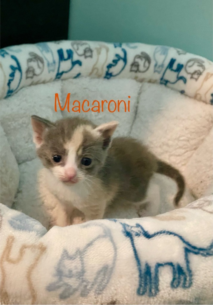 Macaroni