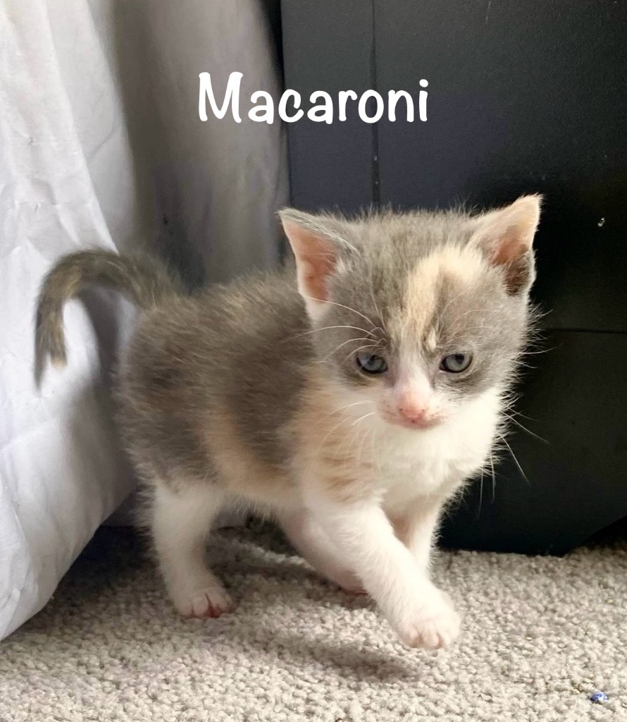 Macaroni