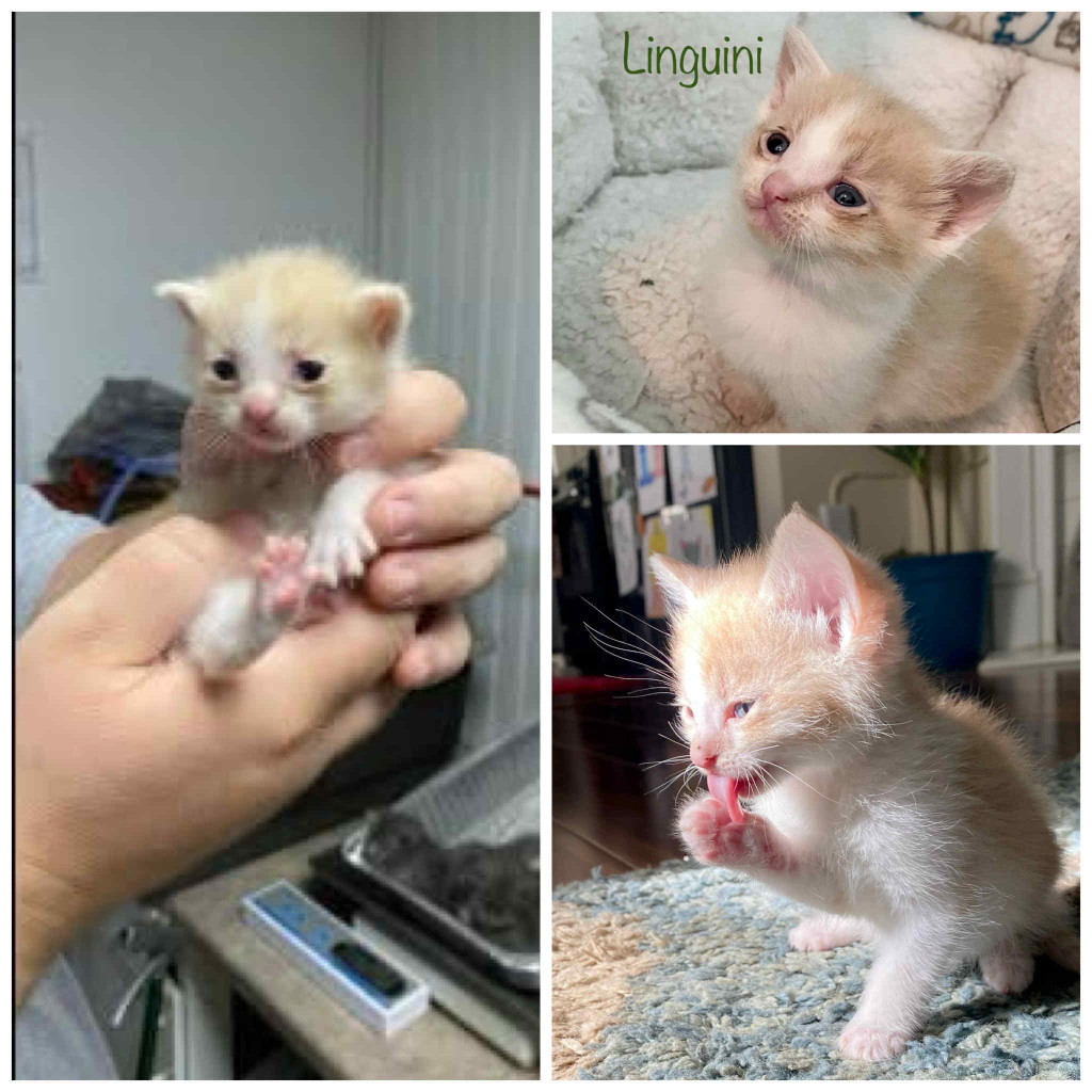 Linguini