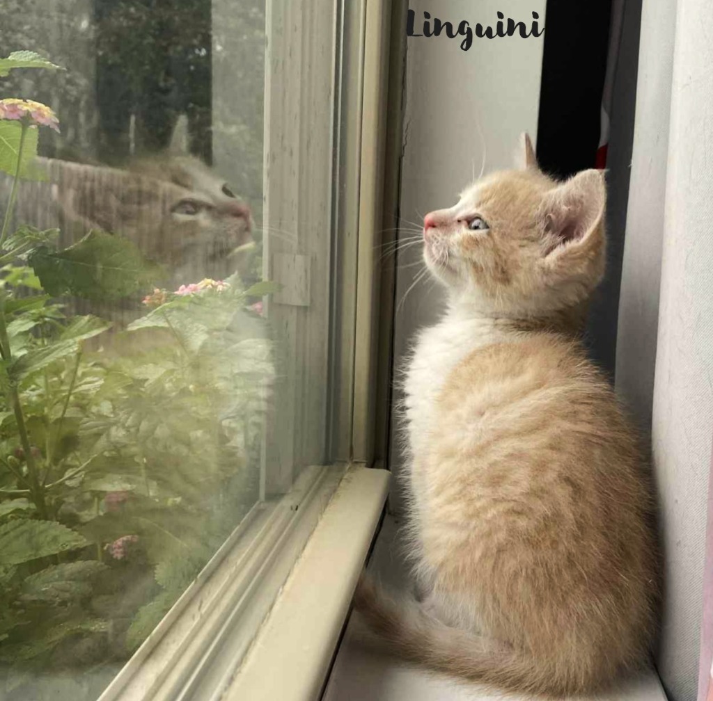 Linguini