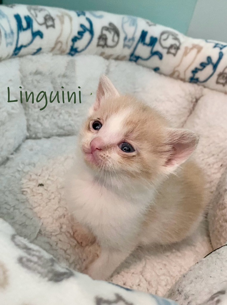 Linguini