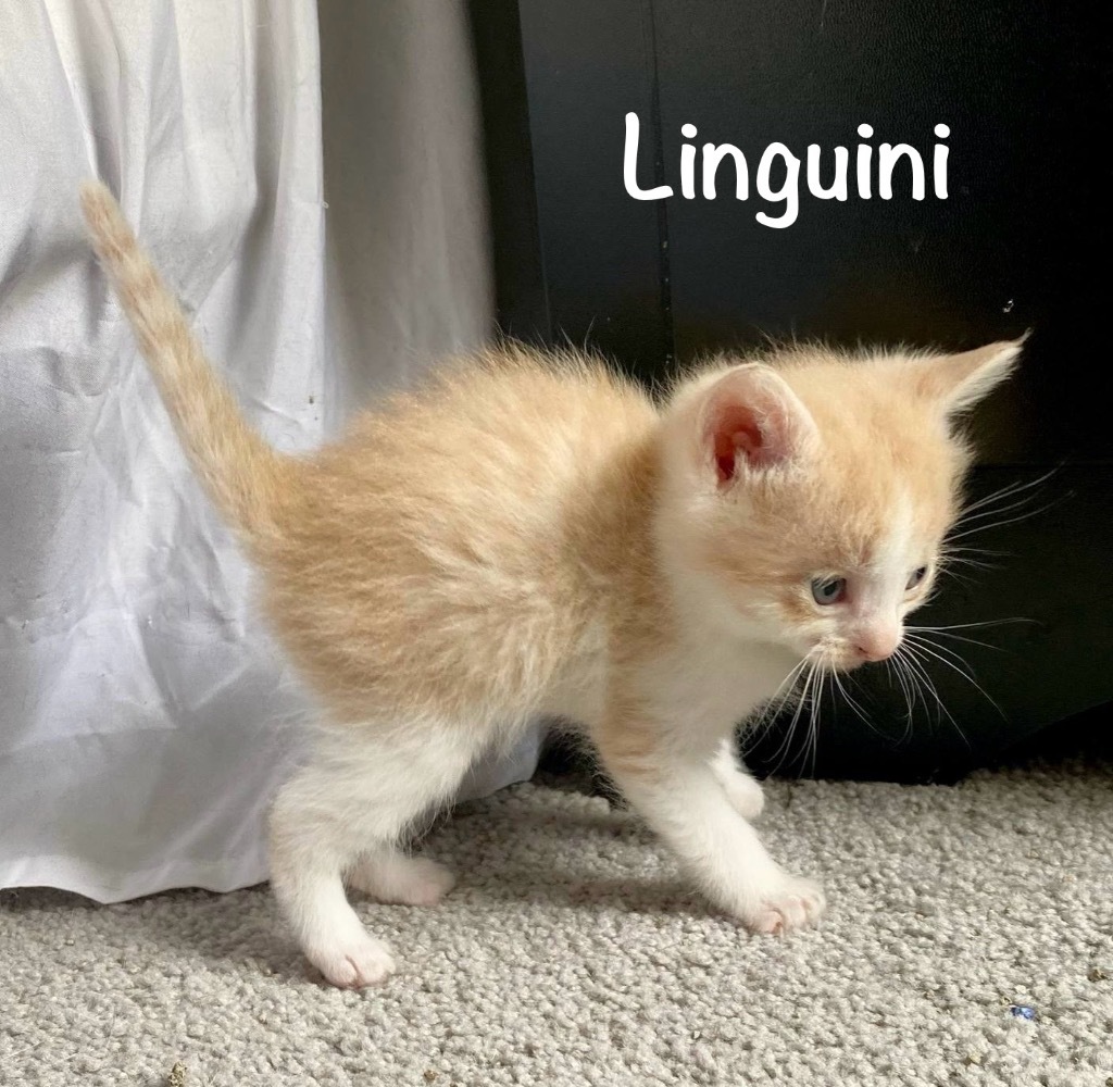 Linguini