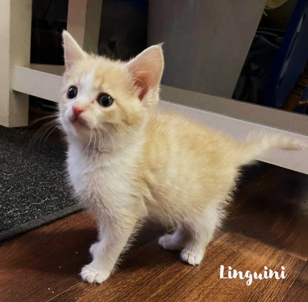 Linguini