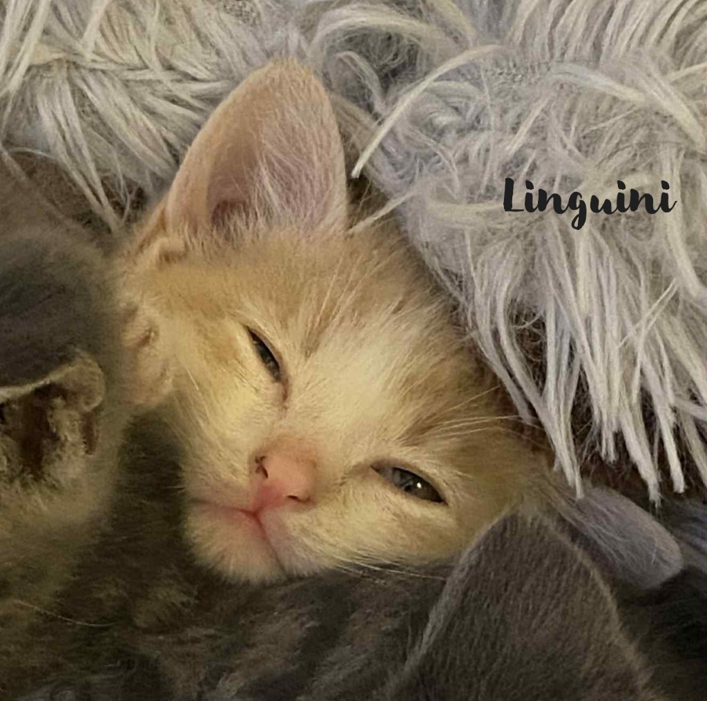 Linguini