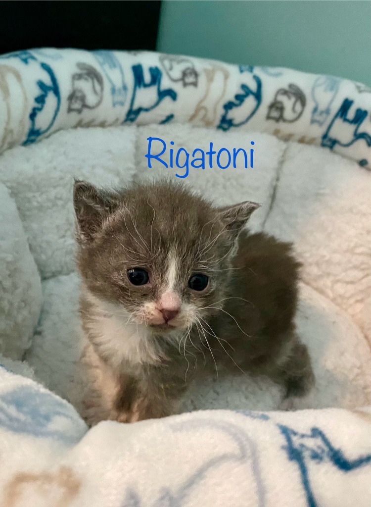 Rigatoni