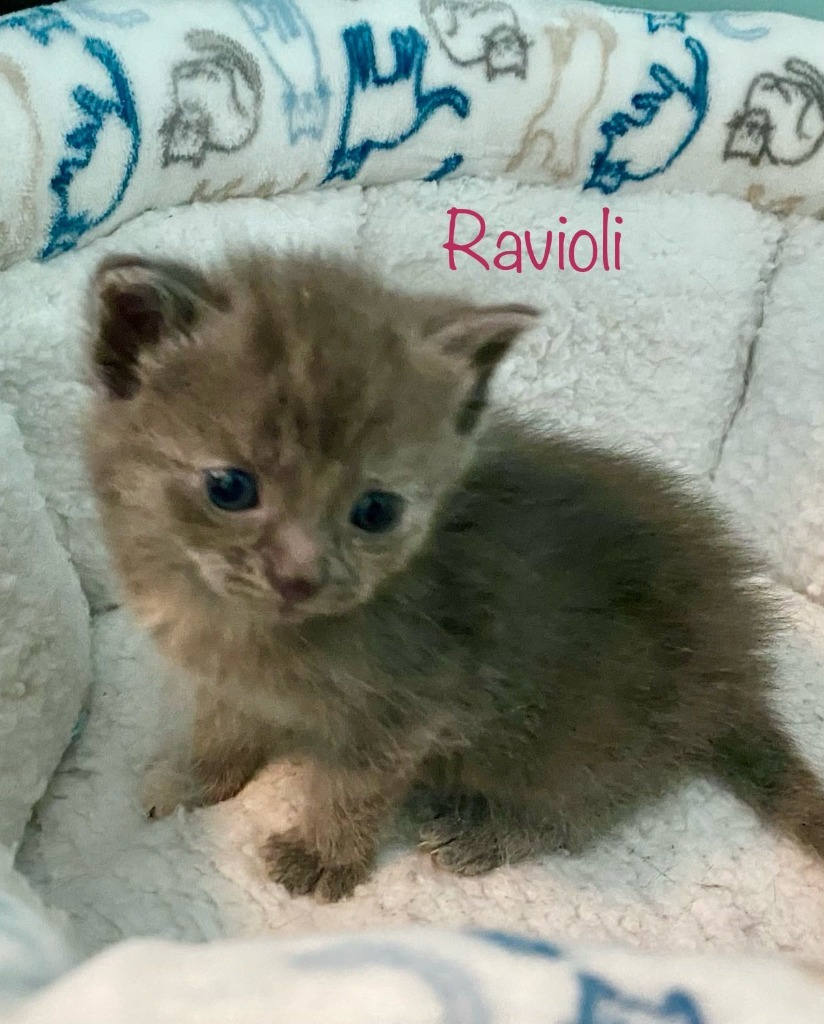 Ravioli