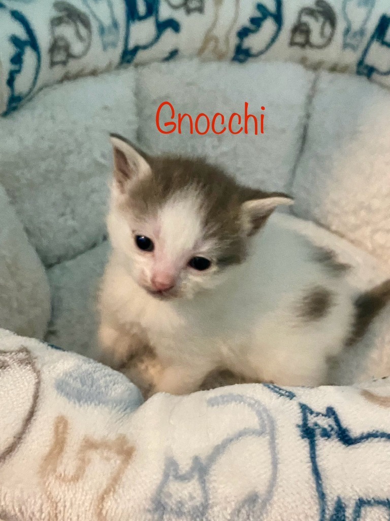 Gnocchi