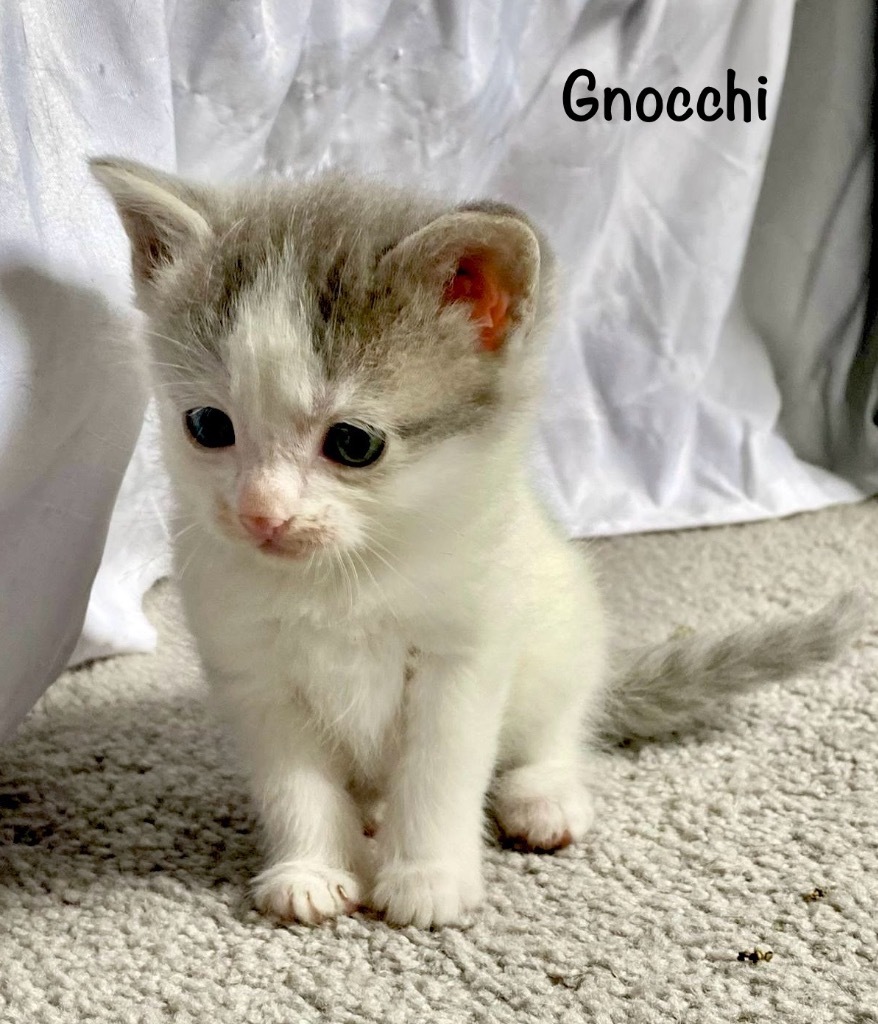 Gnocchi