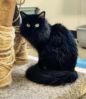 Sunshine, Young Female Domestic Long Hair