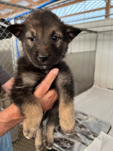 PR7 (Green), an adoptable Mixed Breed in Hot Springs, SD, 57747 | Photo Image 1