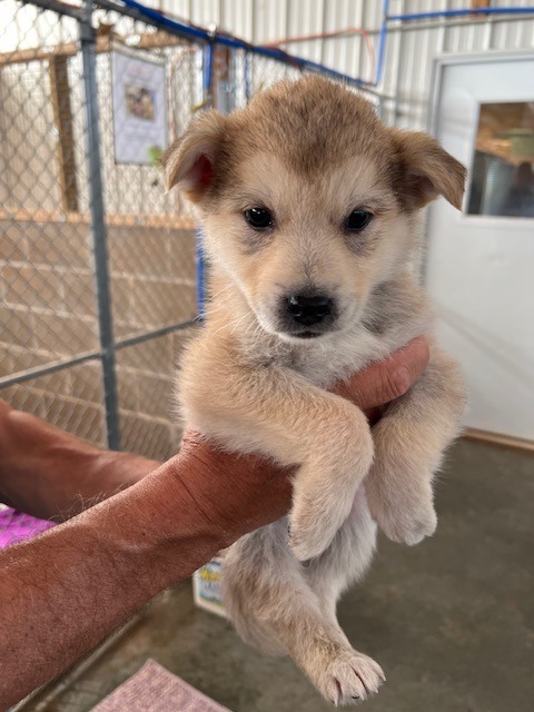 PR5 (Brown), an adoptable Mixed Breed in Hot Springs, SD, 57747 | Photo Image 1