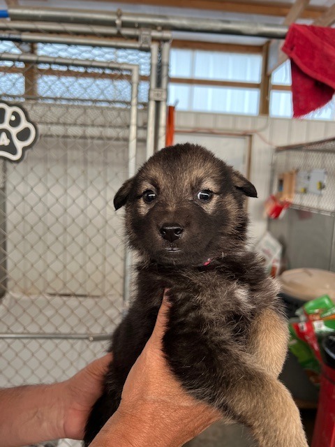 PR10 (Blue Anchors), an adoptable Mixed Breed in Hot Springs, SD, 57747 | Photo Image 1