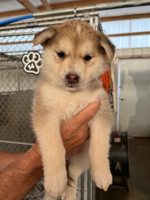 PR6 (Pink), an adoptable Mixed Breed in Hot Springs, SD, 57747 | Photo Image 1