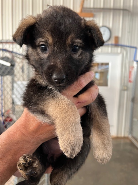PR3 (Gold), an adoptable Mixed Breed in Hot Springs, SD, 57747 | Photo Image 1