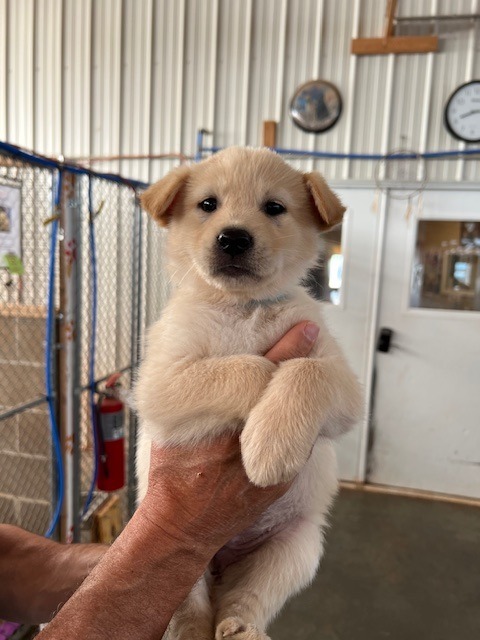 PR2 (Tie Dye), an adoptable Mixed Breed in Hot Springs, SD, 57747 | Photo Image 1