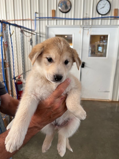 PR4 (Red), an adoptable Mixed Breed in Hot Springs, SD, 57747 | Photo Image 1