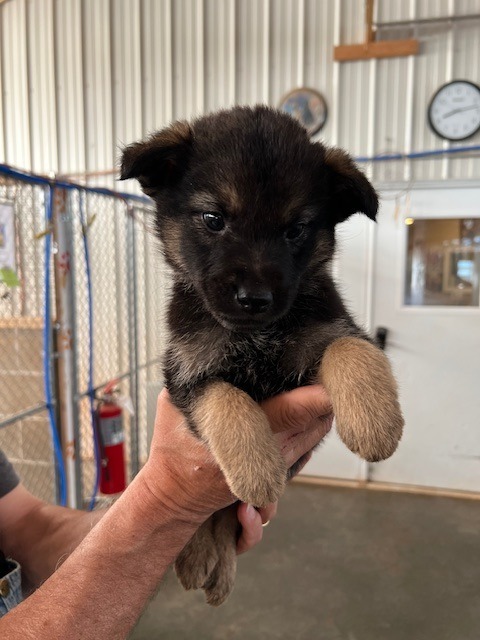 PR1 (Black), an adoptable Mixed Breed in Hot Springs, SD, 57747 | Photo Image 1