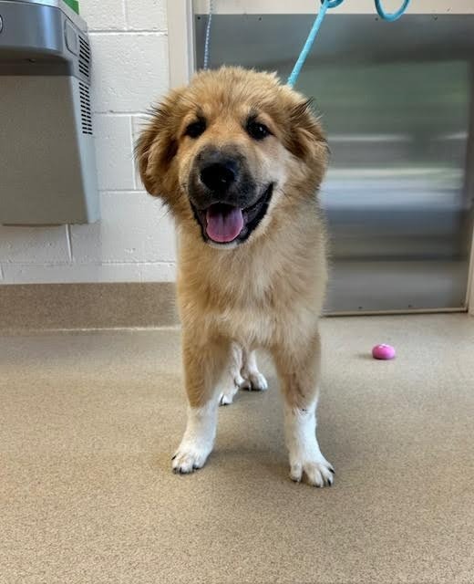 Simba