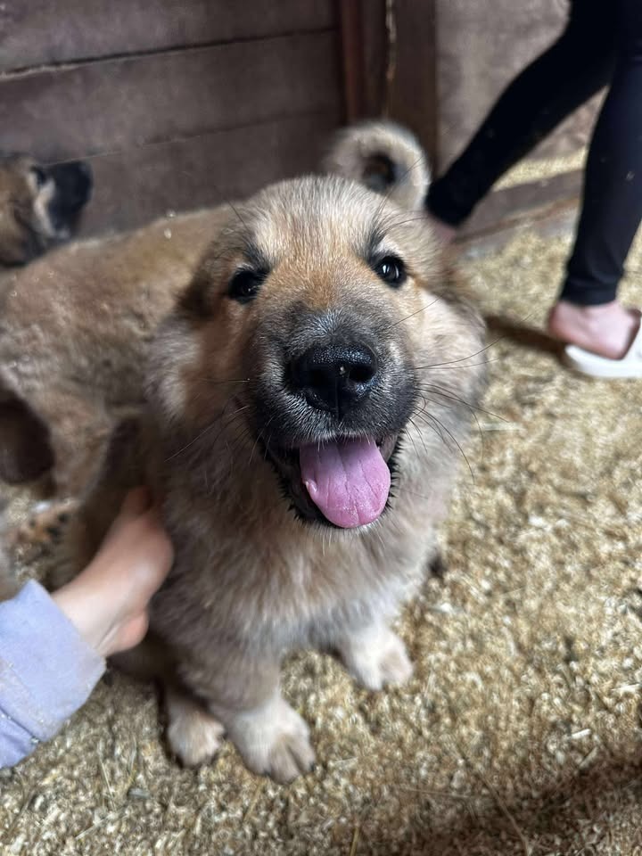 Simba