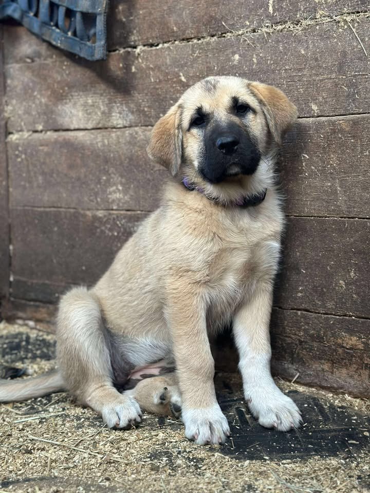 Nala