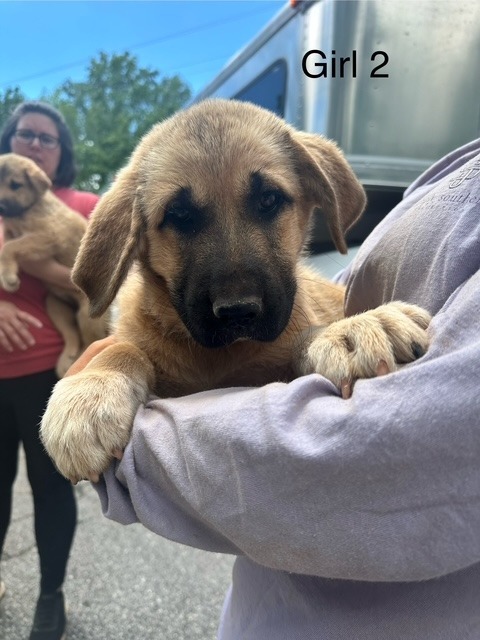 Nala